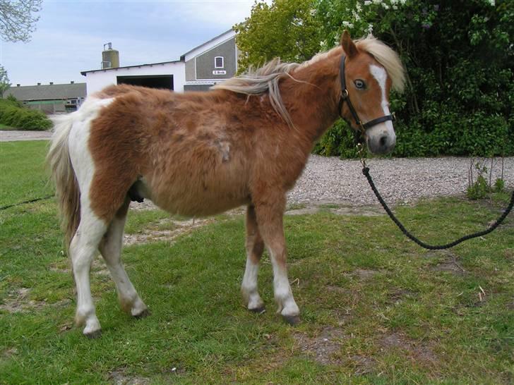 Anden særlig race Stuart Little Largo - Dette billede er taget en time efter jeg har fået ham (15.05.09). Han er tynd, pjusket og meget stejl i koderne. Jeg var lidt bekymret for hans helbred, men det måtte vi blot se som en udfordring. billede 4