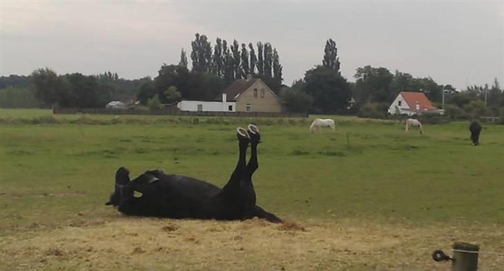 Frieser Teakje J-Zafir-  - det er det mest geniale billede jeg har af hende :) billede 15