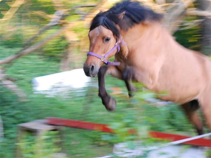 Fjordhest /Pinto Fie - løs spring foto: trine #9 billede 9