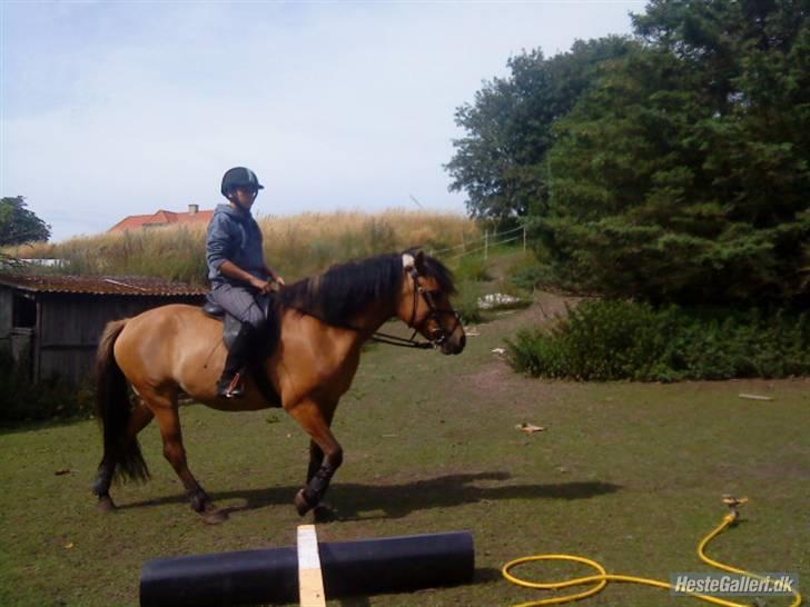 Fjordhest /Pinto Fie - jeg tror vi øver parade heh foto: kamilla #10 billede 10