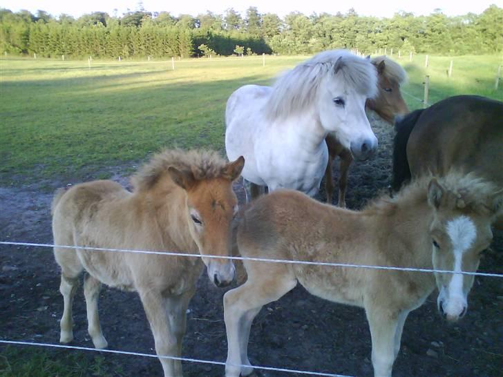 Islænder Sorta Fra Årup1 (har lånt) - Sorta og Silfri og følet med blissen er Björks føl, Stella:) billede 17