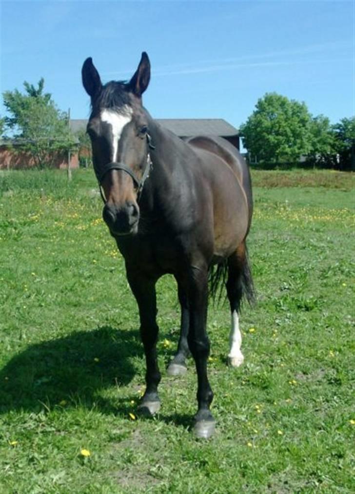 Dansk Varmblod Jacqueline Egeris**solgt* billede 9