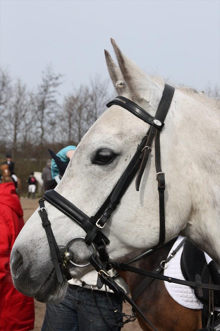 Anden særlig race Faraus The Best - 10) Faraus til stævne i kbk . Photo: Heidi Barløse billede 11