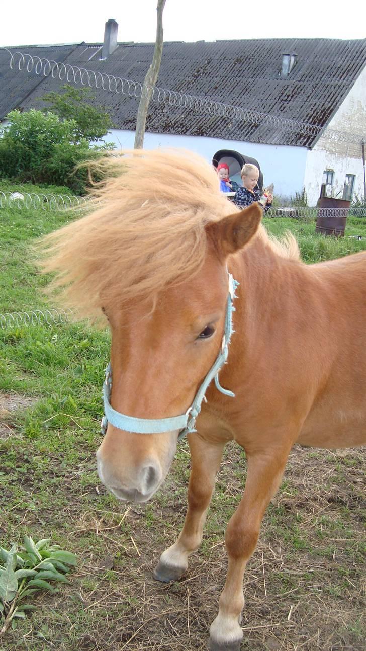 Shetlænder Max Solgt billede 7