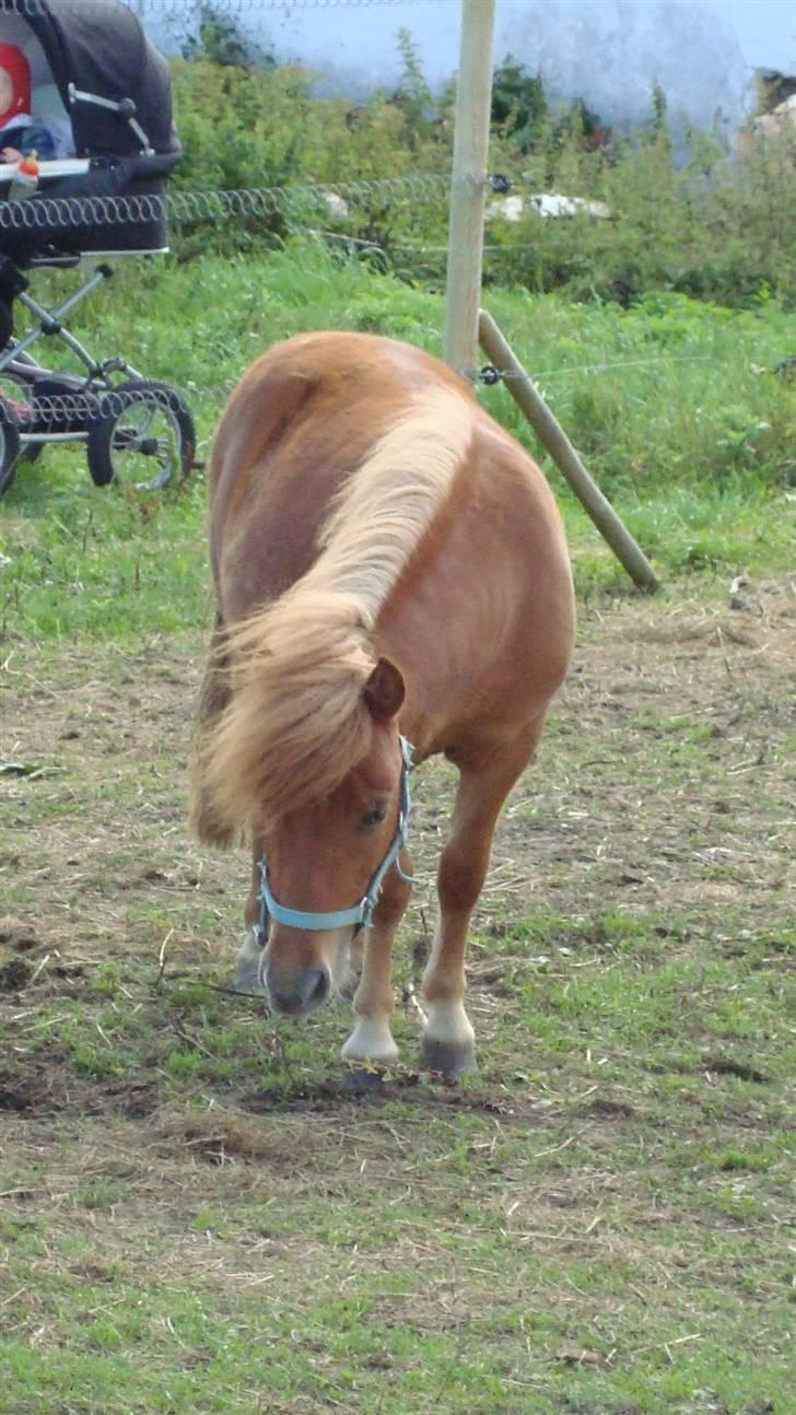 Shetlænder Max Solgt billede 8