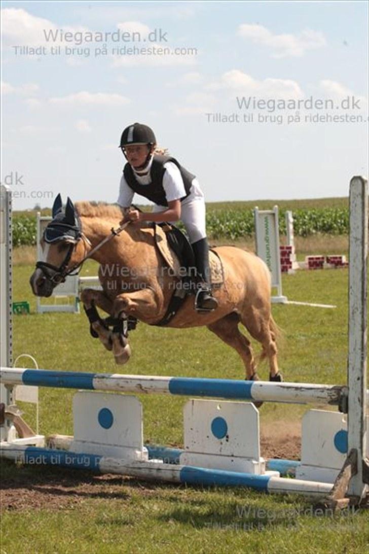 Palomino kosmo  - Det er skønhed som fanger din opmærksomhed, men personlighed som vinder dit hjerte.“<3 billede 1