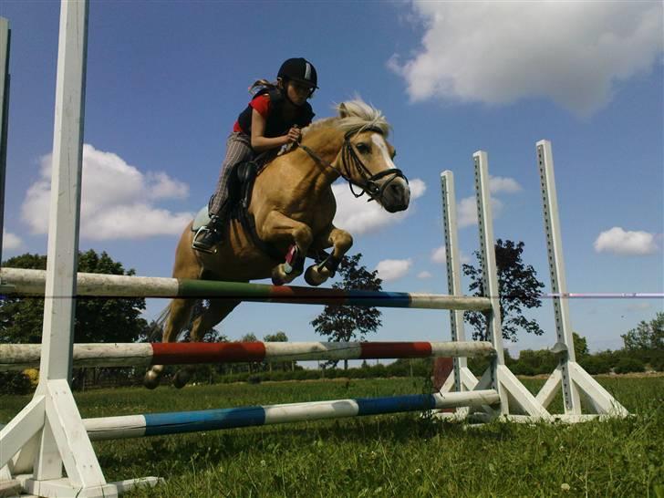 Palomino kosmo  - Hvor der er vilje er der vej!<3<3 billede 2