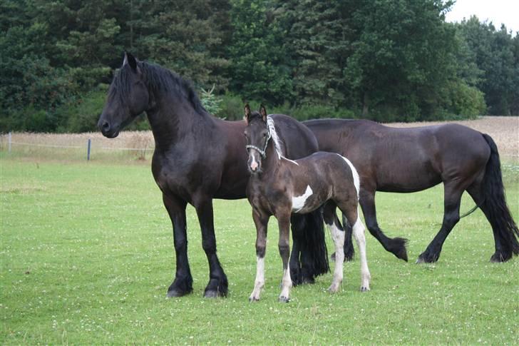 Frieser Tothøjlunds Tyson R.I.P - tyson sammen med sin papsøn picasso som er efter Albano og vores friserhoppe tjiki billede 9