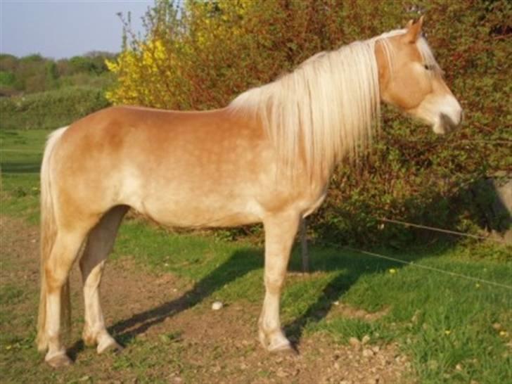 Tyroler Haflinger | Celesta - Solgt. billede 19