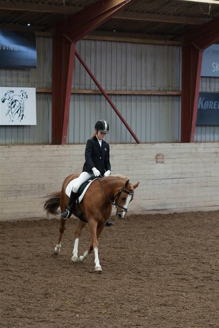 Hollandsk Sportspony Blocklands Hoeves Inge. - Volte billede 14