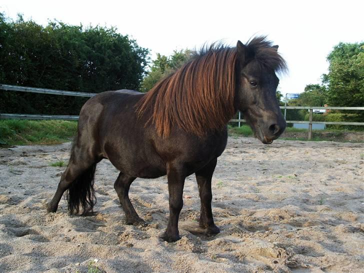 Shetlænder Elvis billede 24
