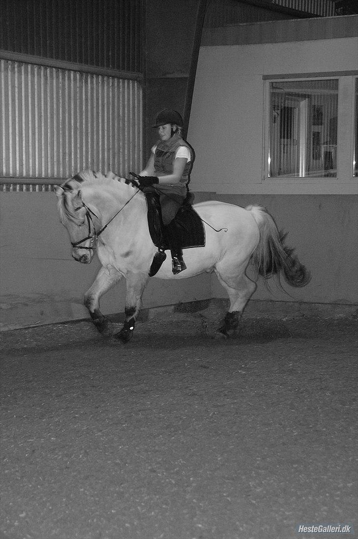 Fjordhest Amadeus <3 billede 2