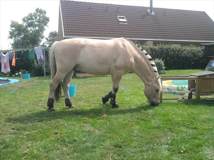 Fjordhest Amadeus <3 billede 5