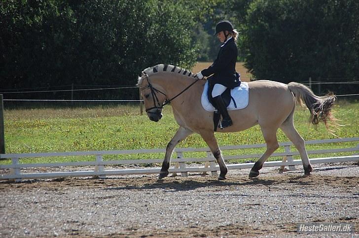 Fjordhest Amadeus <3 - stævne på rind ridecenter :) foto: Ninna Philipsen billede 3