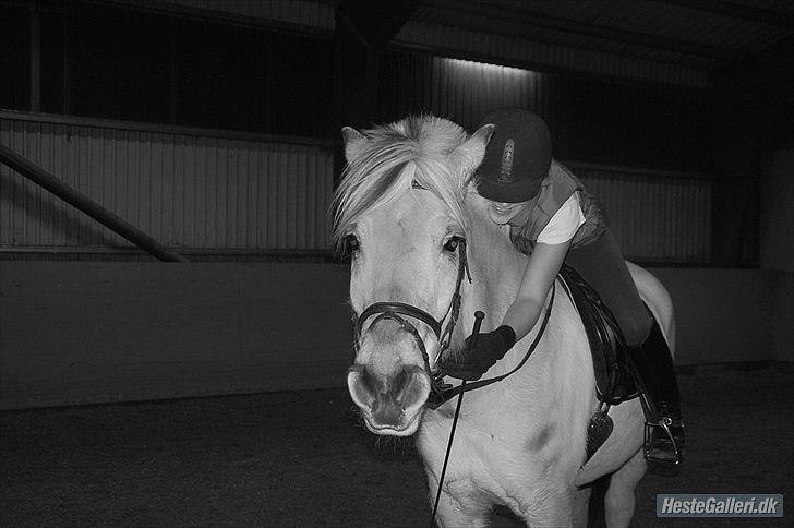 Fjordhest Amadeus <3 billede 6