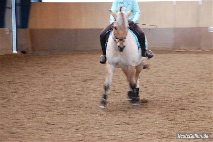Fjordhest Amadeus <3 - schenkelvigning :) billede 7