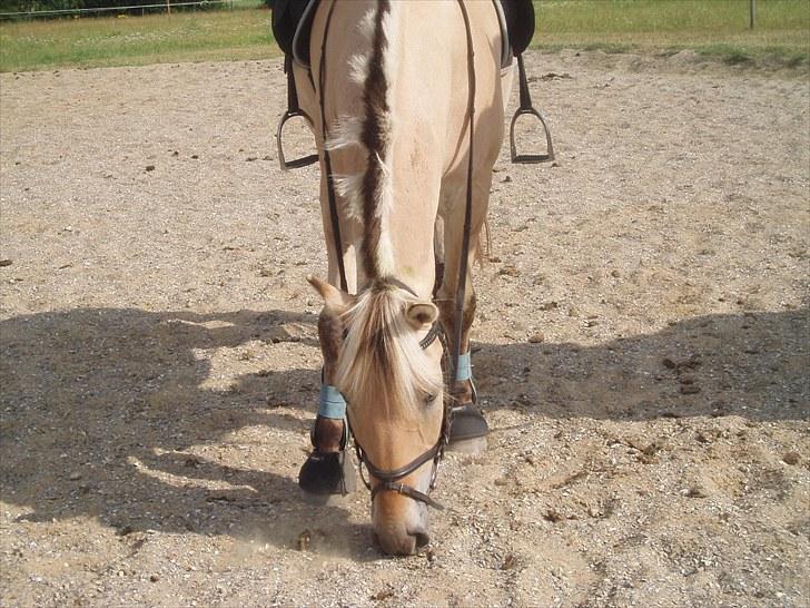 Fjordhest Amadeus <3 billede 19