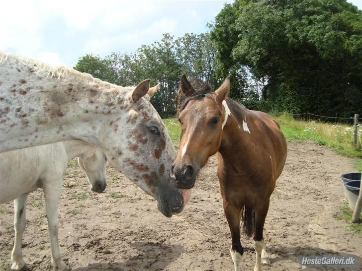Anden særlig race Balou - Xenia og Balou :-) billede 5