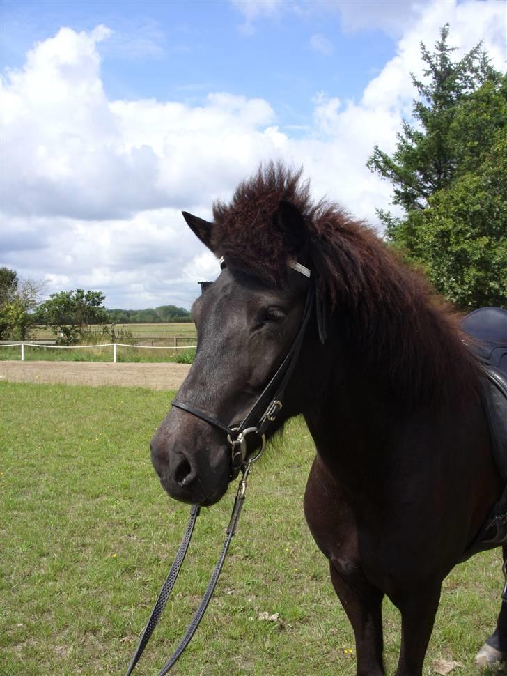 Islænder Sif fra Dalvík - Solgt billede 1
