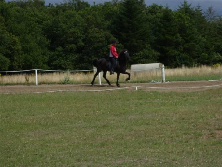 Islænder Sif fra Dalvík - Solgt - Tölt billede 2