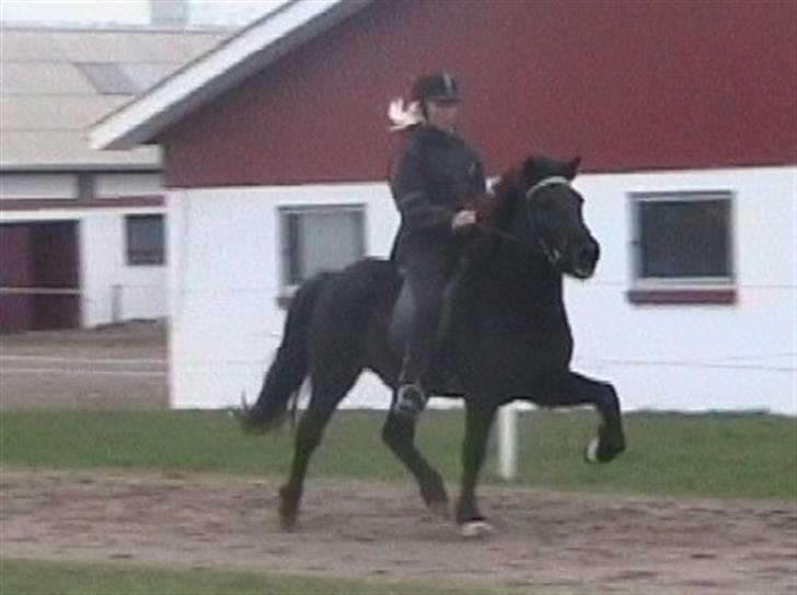 Islænder Sif fra Dalvík - Solgt - Sif i tölt. billede 3