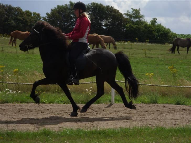 Islænder Sif fra Dalvík - Solgt - Pas billede 4