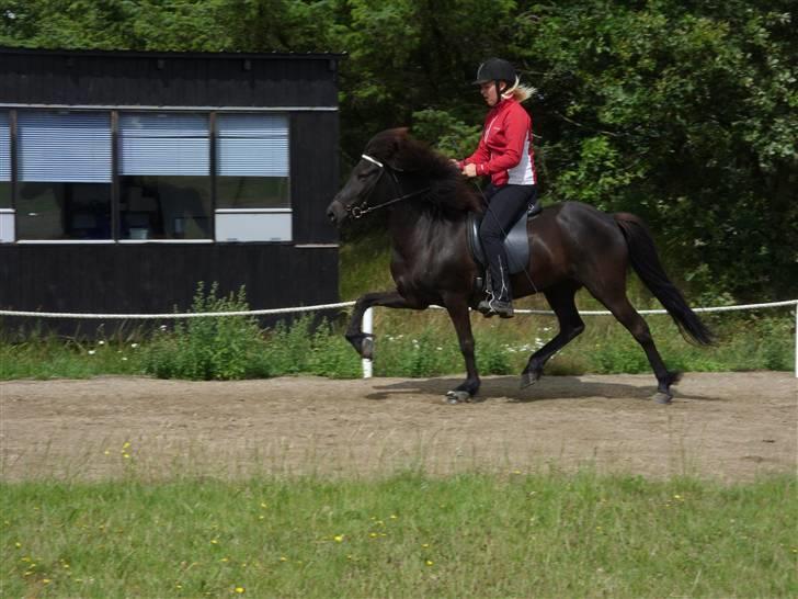 Islænder Sif fra Dalvík - Solgt - Pas billede 5