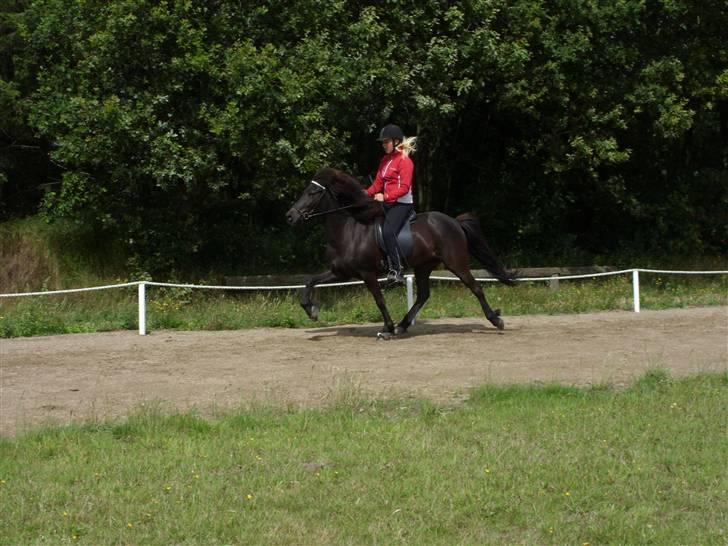 Islænder Sif fra Dalvík - Solgt billede 6