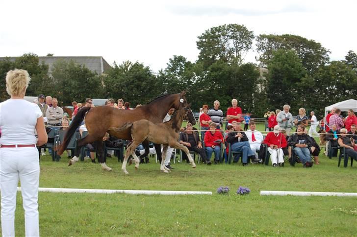Dansk Varmblod Højgårds Ib - Ibber og Sila til følskue d. 25/7-09 :) Foto: MLH-foto billede 14