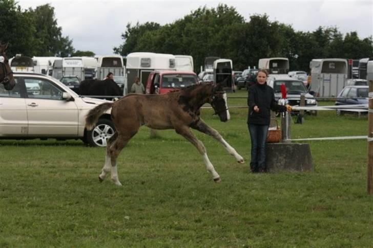 Dansk Varmblod Højgårds Ib - Ib leger gangstaa 8D Foto: Annemette Nielsen billede 15