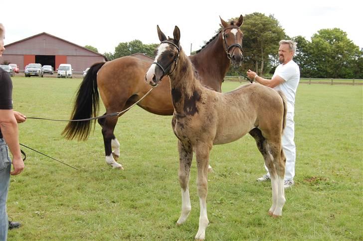 Dansk Varmblod Højgårds Ib - Ibber i Sdr. Hygum :b Utrolig grim hest der er ved at tabe følpelsen. Foto: MLH-foto billede 16