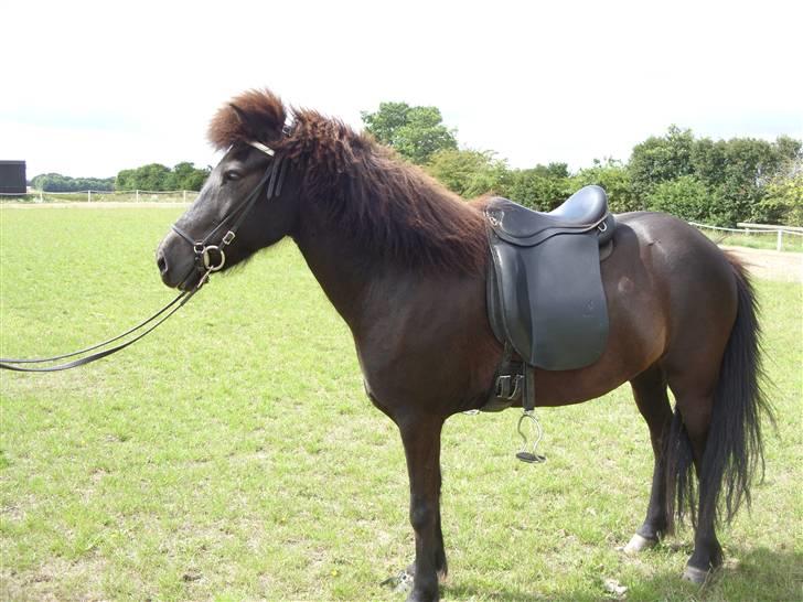 Islænder Sif fra Dalvík - Solgt billede 7