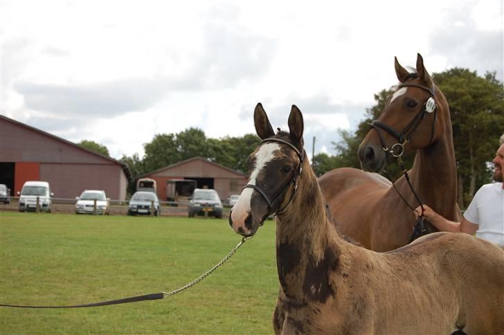 Dansk Varmblod Højgårds Ib - Smukke ibbobibbo :-* Foto: MLH-foto billede 17