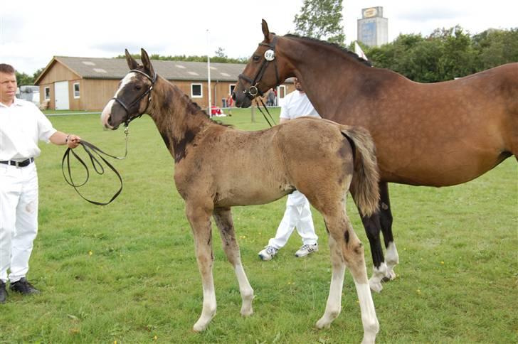 Dansk Varmblod Højgårds Ib - Opstillet.. Foto: MLH-foto billede 18