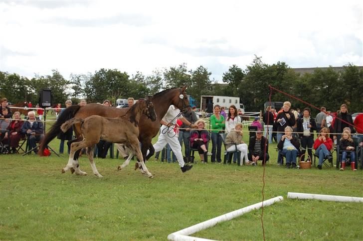 Dansk Varmblod Højgårds Ib - Ibber og Sila til følskue d. 25/7-09 :) Foto: MLH-foto billede 19