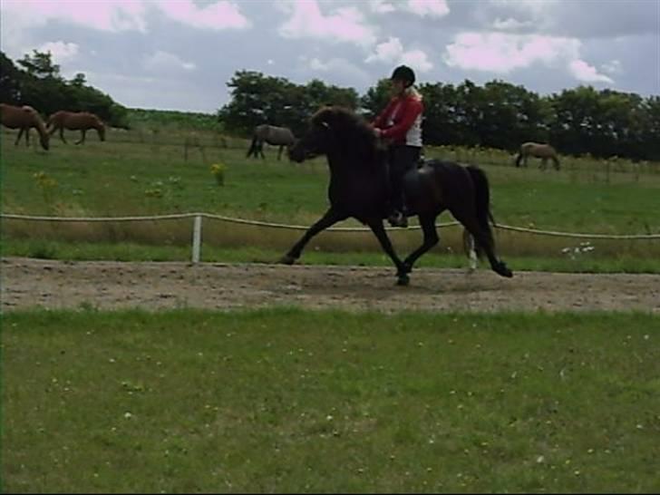 Islænder Sif fra Dalvík - Solgt - Pas billede 8