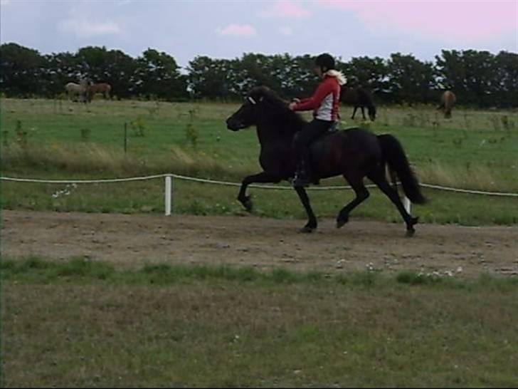 Islænder Sif fra Dalvík - Solgt - Pas billede 9