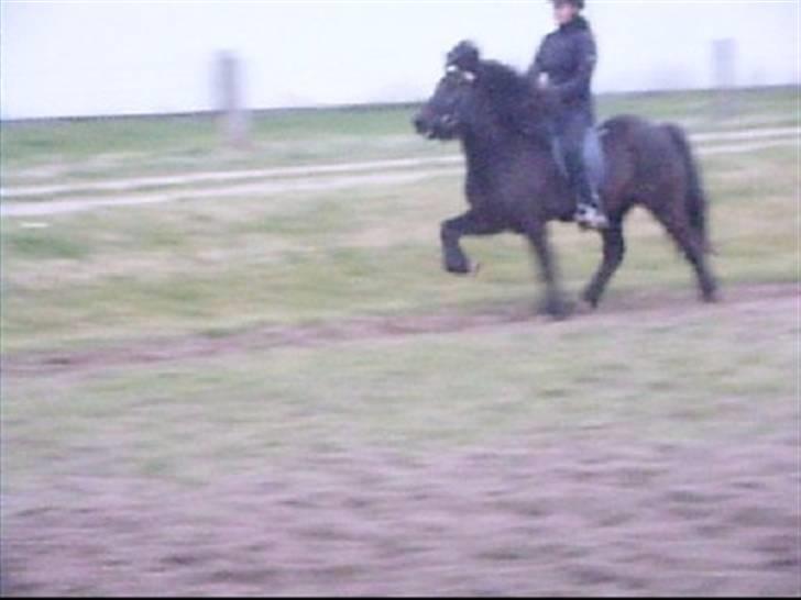 Islænder Sif fra Dalvík - Solgt - Tölt billede 10