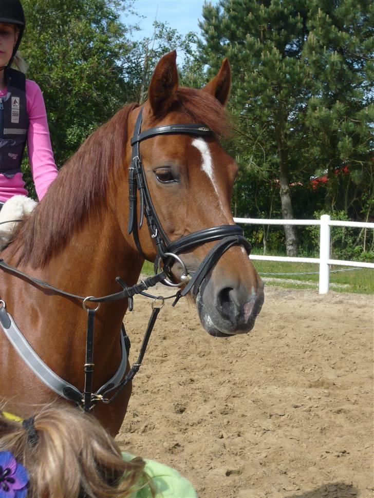 Hollandsk Sportspony goldika<333 - min smukke pony billede 9