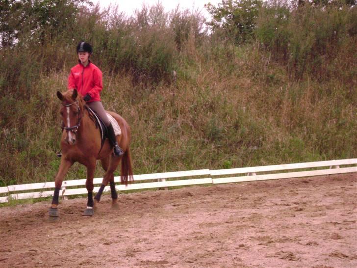 Dansk Varmblod Nørringsholms Play Red billede 16