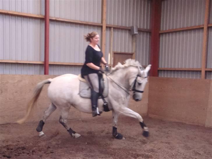 Lipizzaner Dalsø´s kiri - go galop billede 8