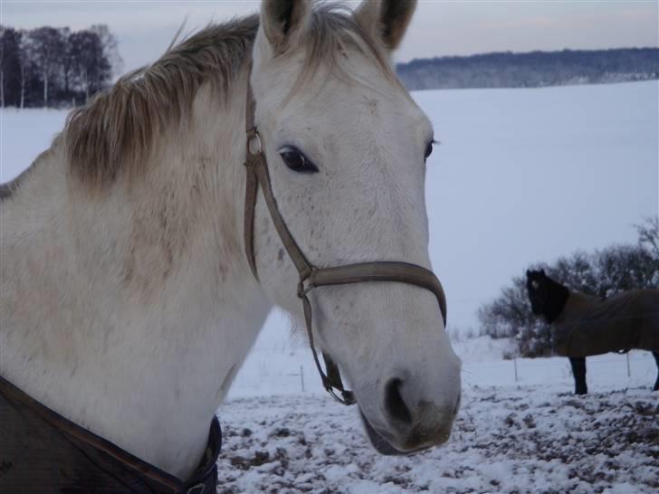 Lipizzaner Dalsø´s kiri - hey mor, er jeg ikke sød... jo kirimus,, elsker dig min hest billede 9