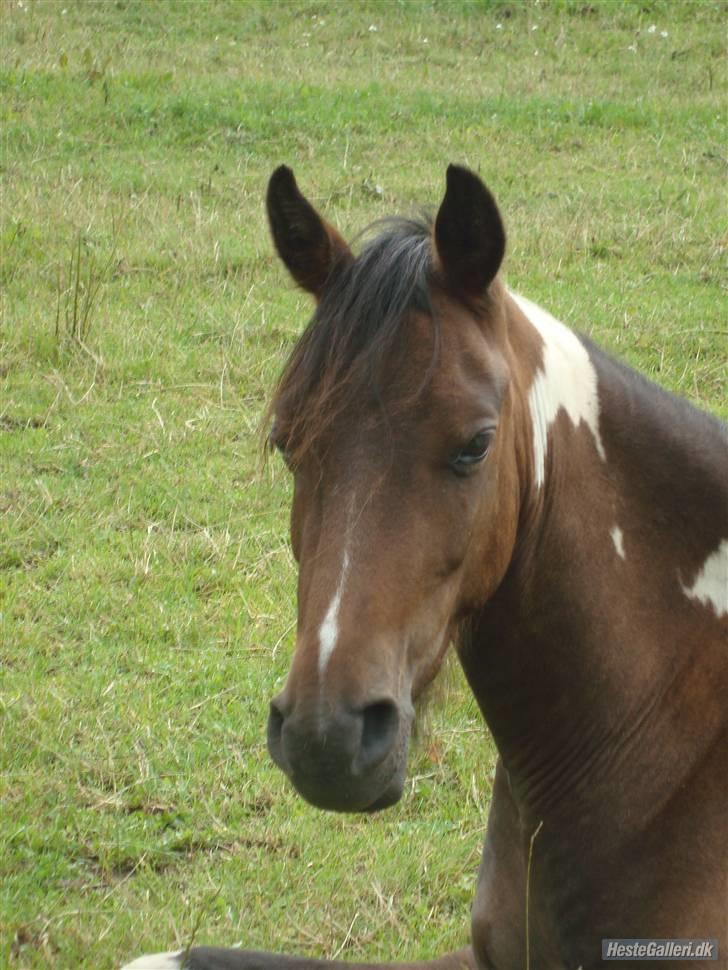Anden særlig race Balou - Dejlige pony :-) billede 8