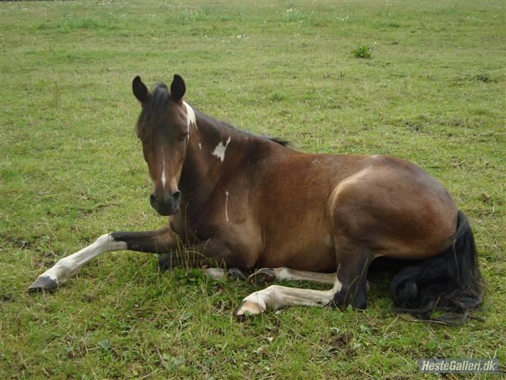 Anden særlig race Balou - Han elsker et ligge ned især nå det har været en hård  :´) billede 12