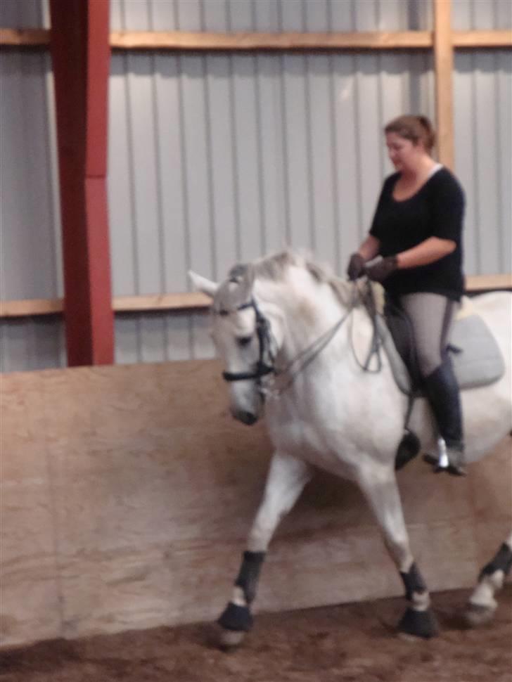 Lipizzaner Dalsø´s kiri - min dejlige hest... Foto:Danny billede 12