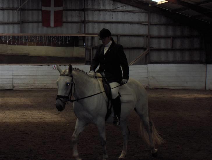 Lipizzaner Dalsø´s kiri - c-stævnen... er på vej ud..  billede 13