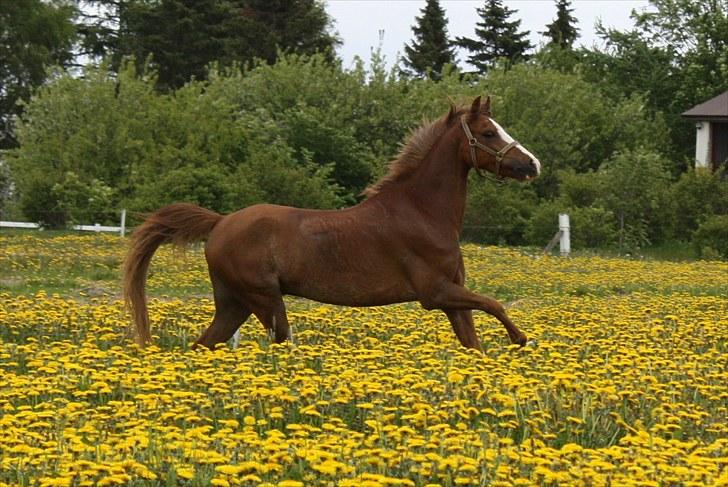 Welsh Pony (sec B) Korreborgs Verdi <3 - maj 2010 billede 2