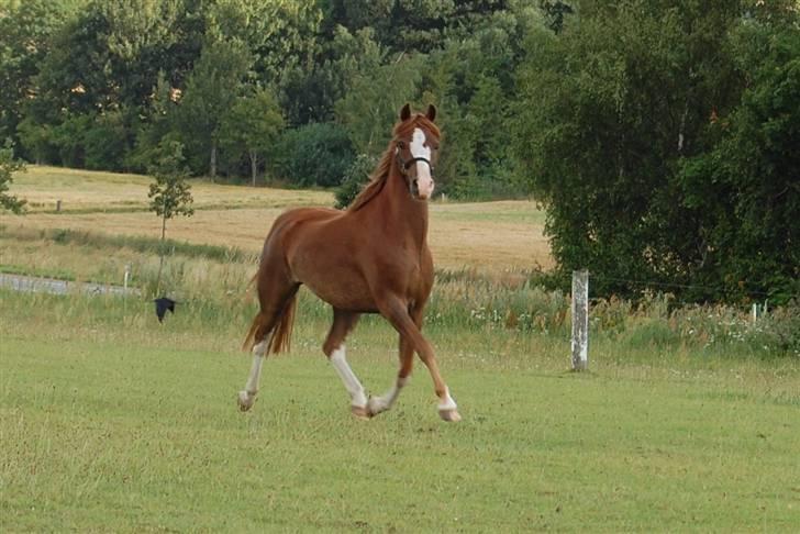 Welsh Pony (sec B) Korreborgs Verdi <3 billede 3