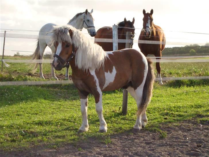 Shetlænder  ||  Mr. Jack    SOLGT - 2.dag på fold :D billede 2