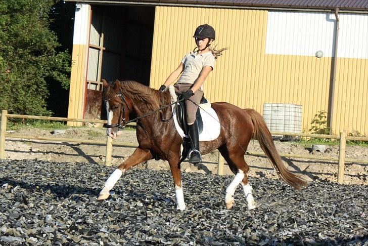 Welsh Pony (sec B) Korreborgs Verdi <3 billede 4